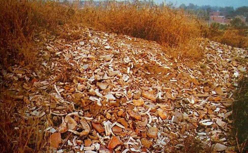 澗磁村的“瓷堆子”，上面布滿了定瓷殘片